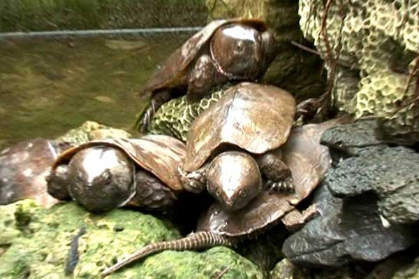 bai tu long bay national park turtle